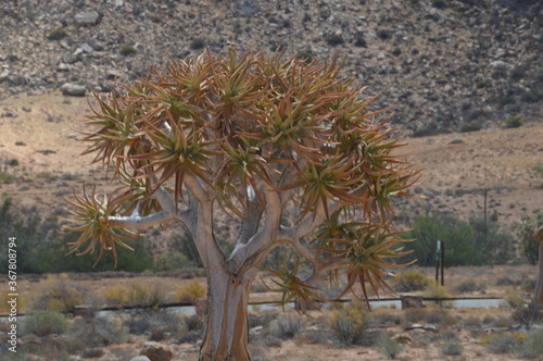 A group of colorful Quiver Trees in the Goegap Nature Reserve in South Africa photo