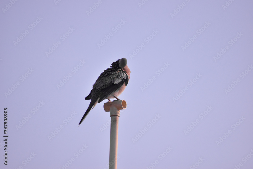 Fototapeta premium Free as a bird. Herring gull Larus argentatus winter plumage .