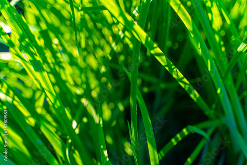 bright green grass against the sunset