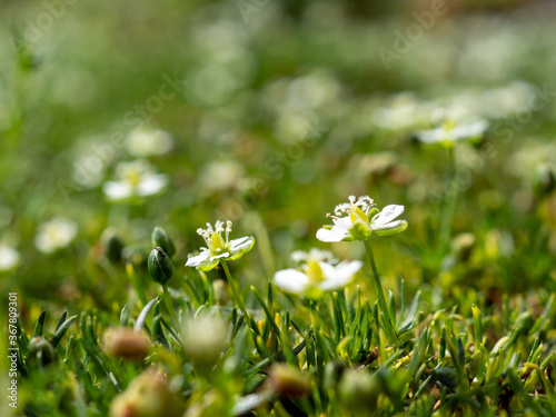 Heath pearlwort lawn or Sagina subulata photo