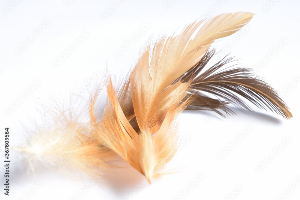 Obraz premium Abstract chicken feather texture background soft focus.