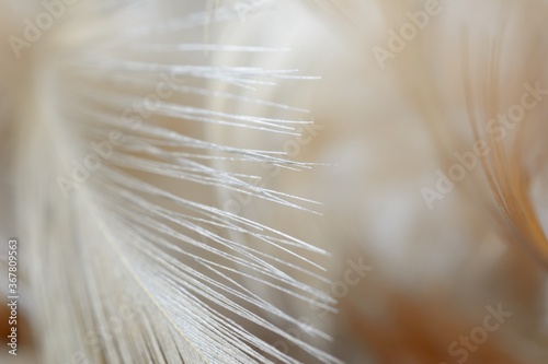 Abstract chicken feather texture background soft focus.