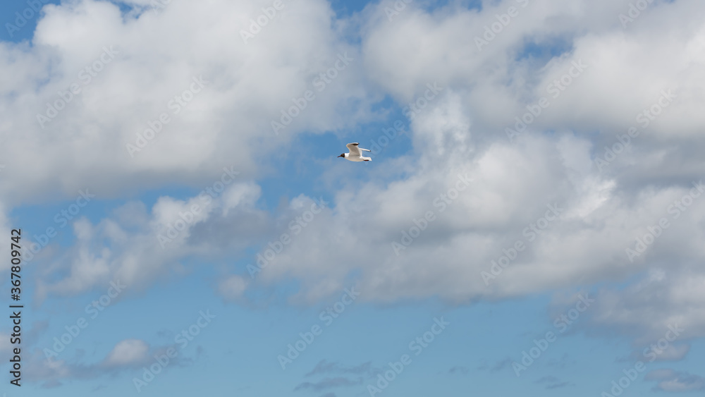 Biała mewa szybuje na tla chmur i błękitnego nieba