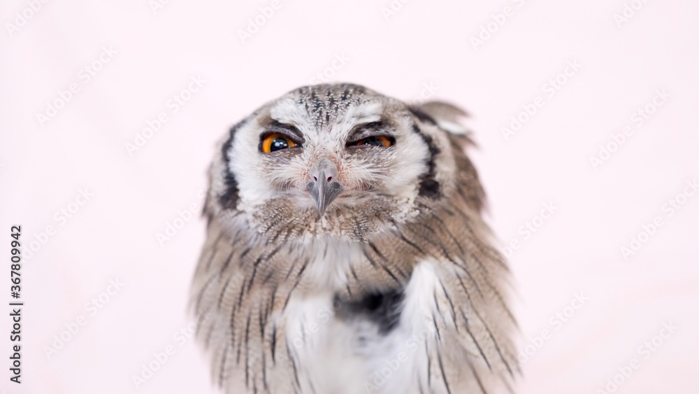 Obraz premium White Faced Scops Owl Close-up portrait on pink background Focused on the eyes