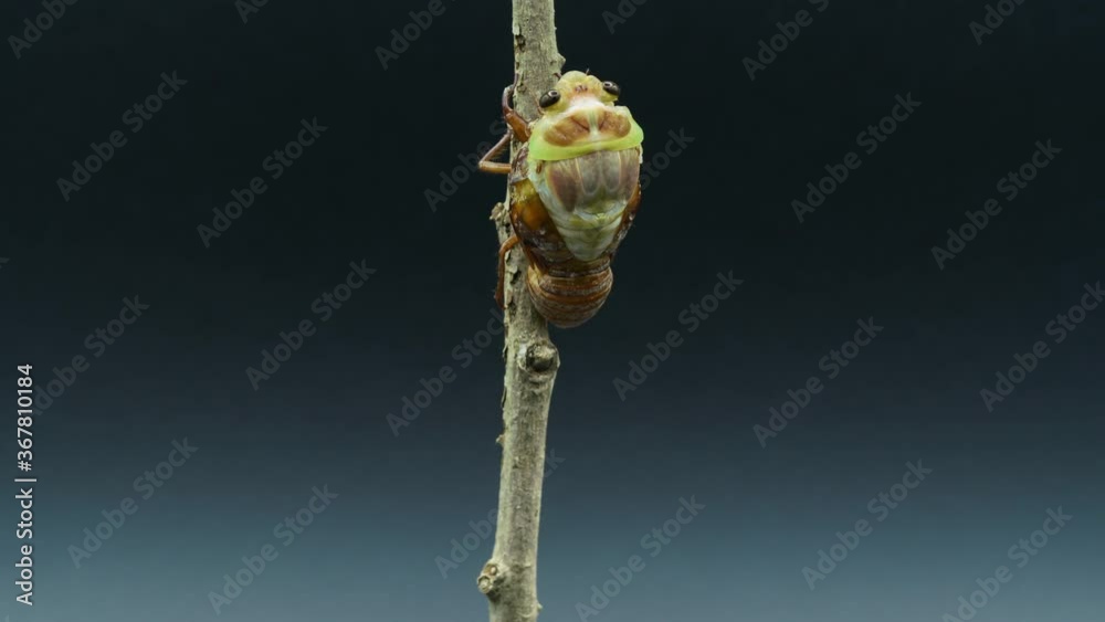 Time-lapse video of the emergence of cicadas