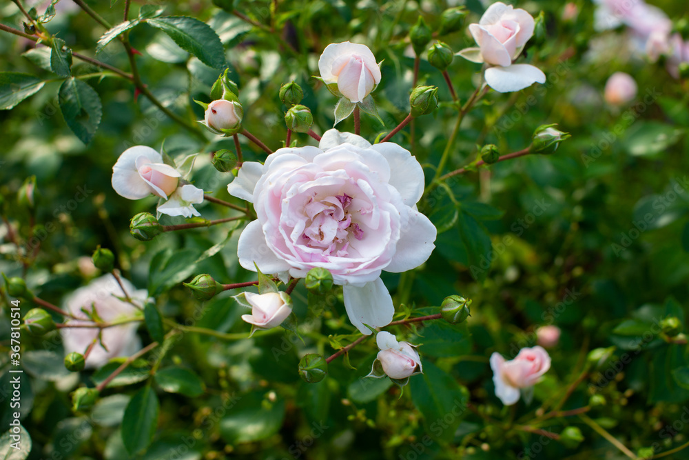 Light pink blooming rose flowers with buds on a bush Light pink blooming rose flowers with buds on a bush
