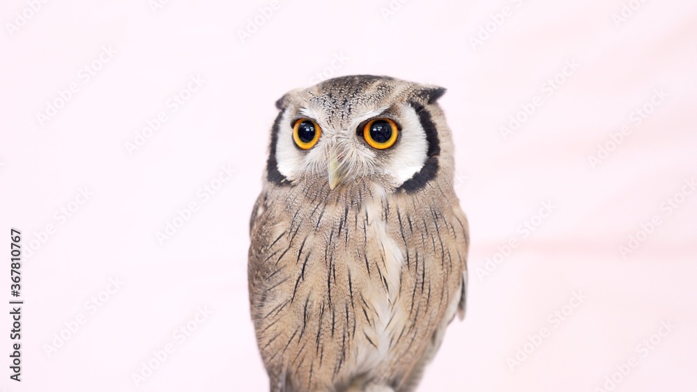 Obraz premium White Faced Scops Owl Close-up portrait on pink background Focused on the eyes