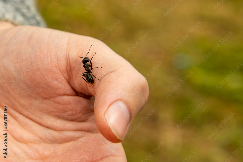 Obraz premium Forest ant sitting on the hand