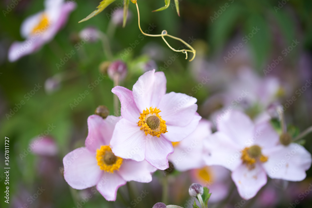 pink garden anemone flowers pink garden anemone flowers