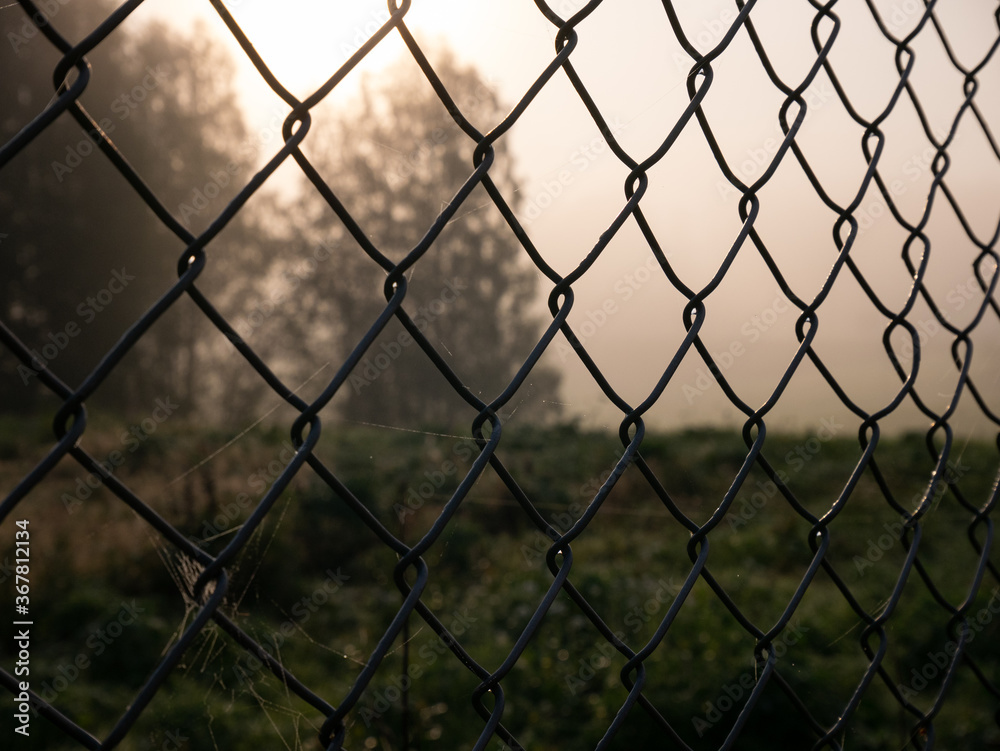 Fototapeta premium trees in the morning fog and in the foreground a fence