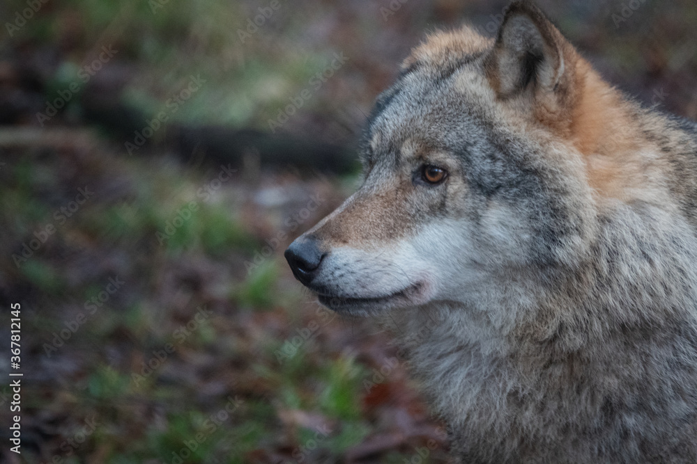 Wolf, nature reserve Bialowieza