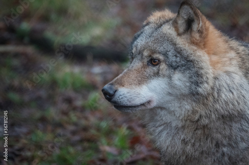 Wolf  nature reserve Bialowieza