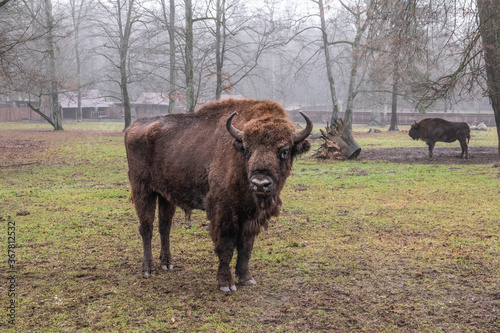 Bison, reserve Bialowieza