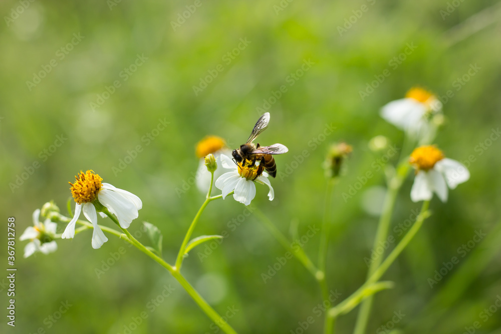 Obraz premium Bee and small white flower