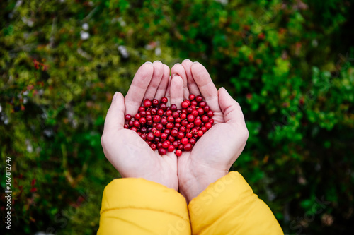 Foto Red lingonberry berries. Tasty berries in woman hands.
