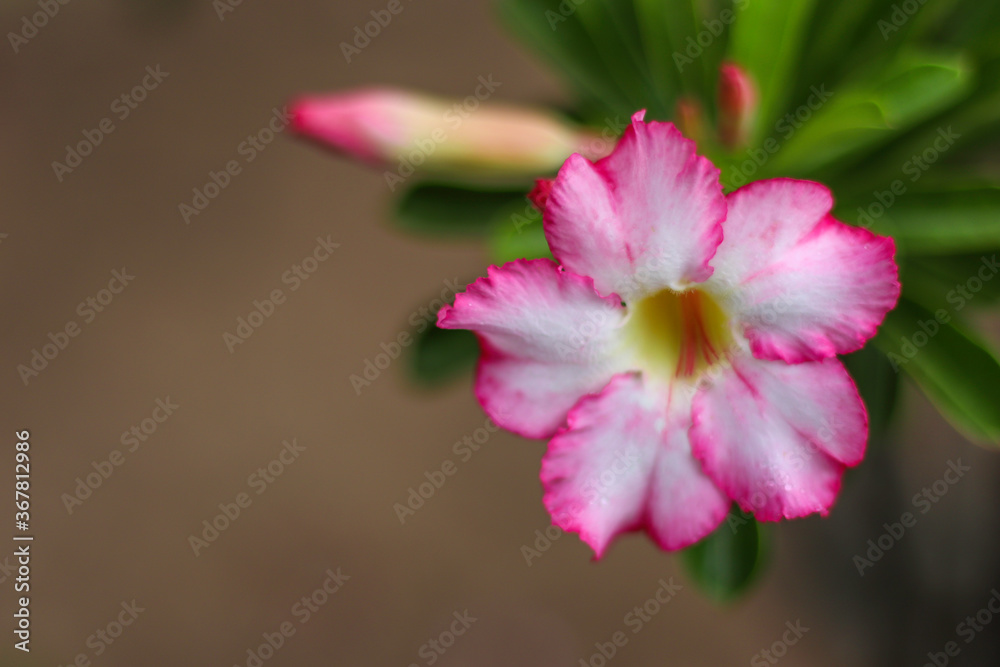 Pink azalea flowers are blooming in the morning Pink azalea flowers are blooming in the morning