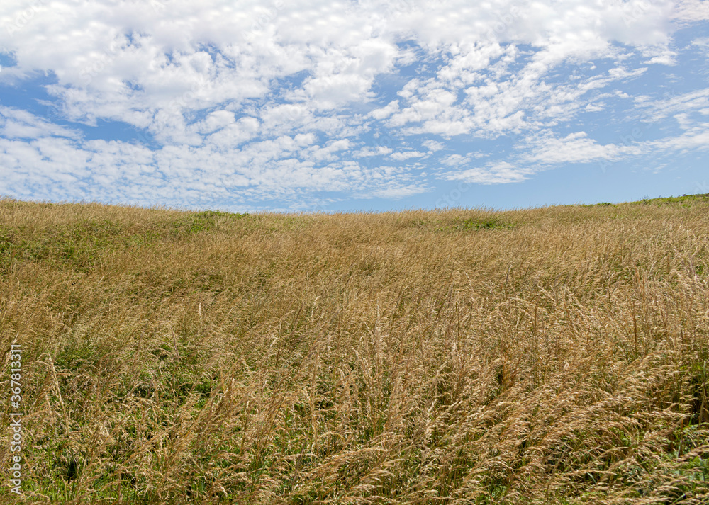 Wheat field and blue sky