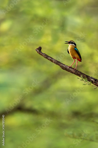 Colorful bird Indian pitta or Pitta brachyura portrait calling for mate in natural green background