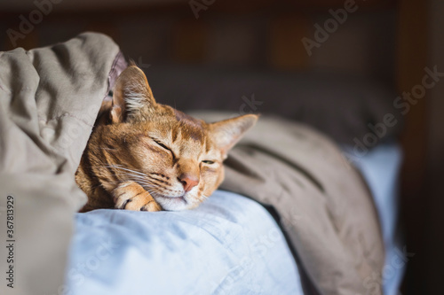 Canvas Print Cute cat sleeping under blankets in bed