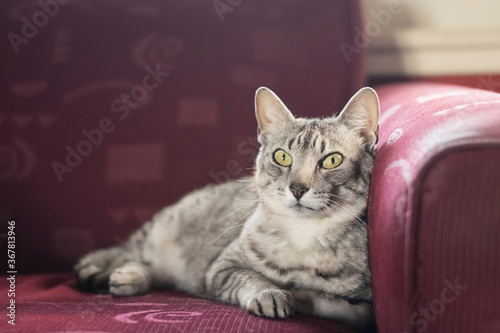 Tablou pe pânză Small silver cat lying on a red couch inside