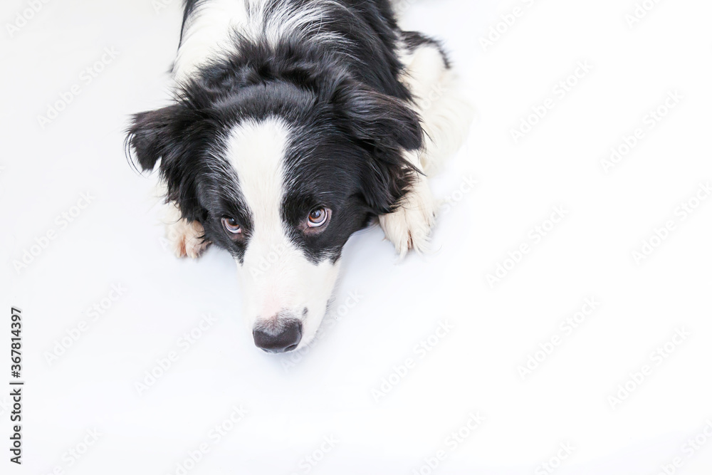 Fototapeta premium Funny studio portrait of cute smiling puppy dog border collie isolated on white background. New lovely member of family little dog gazing and waiting for reward. Funny pets animals life concept.