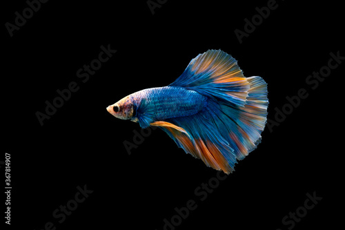 Swimming Action of Colorful Halfmoon blue and orange betta or bite fish isolated on black background