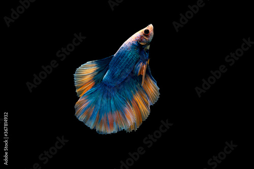 Swimming Action of Colorful Halfmoon blue and orange betta or bite fish isolated on black background