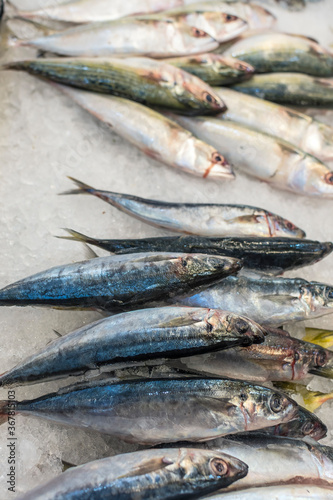 Mackerel scad, or Speedo at the fish section of a supermarket. Known as Galunggong in Philippines and Ōpelu in Hawaii. photo