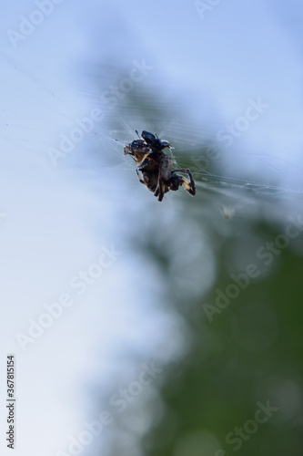 Spider sits on a web in the woods