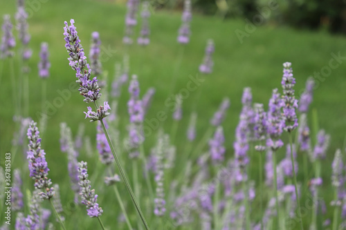 Clusters of upright flower stalks on blooming lavender plants backed by green lawn © Mark R. Courtney