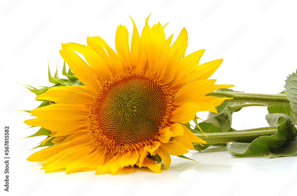 Obraz premium Big yellow sunflower.