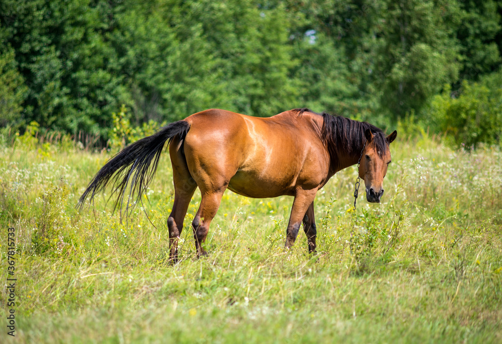 Beautiful horse on the summer field