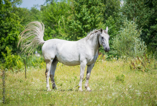 Beautiful horse on the summer field