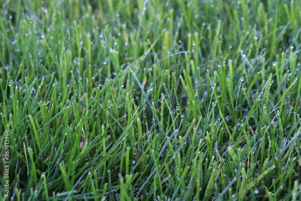 Closeup of recently mowed lawn with morning dew clinging to blades of grass Closeup of recently mowed lawn with morning dew clinging to blades of grass