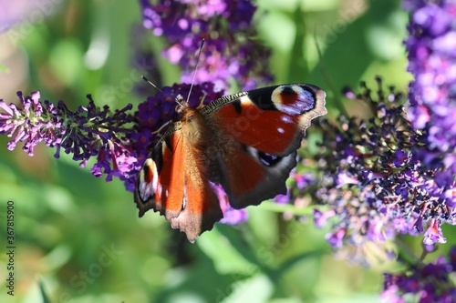 Slika na platnu Macro shot of a peacock butterfly sitting on the beautiful purple flowers of the