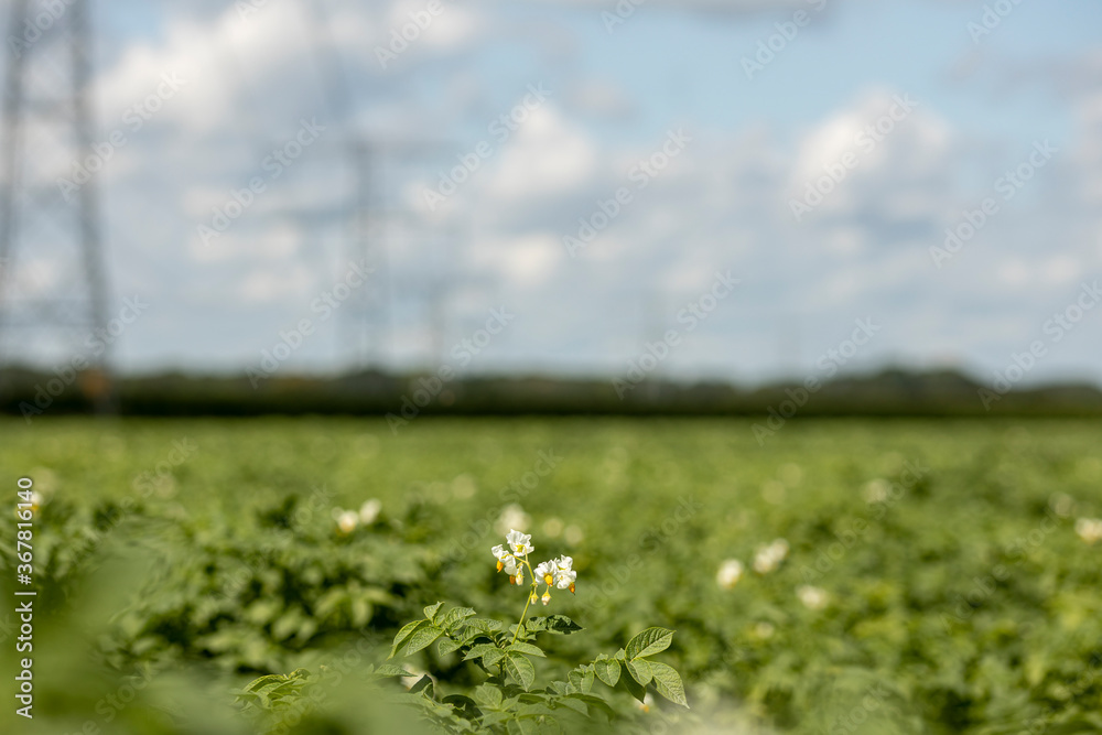 Potato plants with out of focus electricity towers in the background against a blue sky with white fluffy clouds. Agrarian vegetable and food industry.