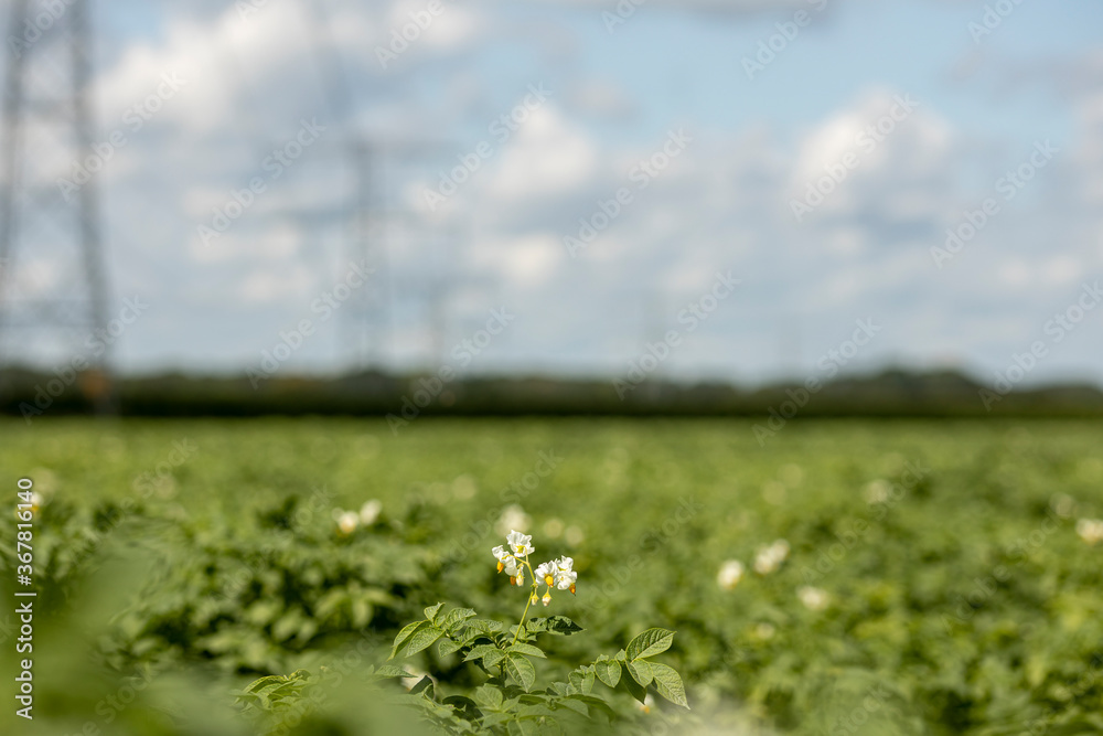 Potato plants with out of focus electricity towers in the background against a blue sky with white fluffy clouds. Agrarian vegetable and food industry. Potato plants with out of focus electricity towers in the background against a blue sky with white fluffy clouds. Agrarian vegetable and food industry.