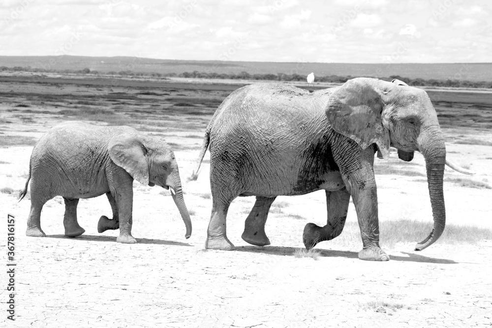 Close-up black and white, monochrome, image of an elephant mother and her baby walking in savannah, safari in Kenya, Africa.