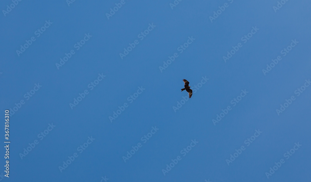 Soaring silhouette of a bird of prey against a blue sky, a kite or an eagle with spread wings flying high above the ground. Symbol of spirits in many peoples and tribes. Soaring silhouette of a bird of prey against a blue sky, a kite or an eagle with spread wings flying high above the ground. Symbol of spirits in many peoples and tribes.