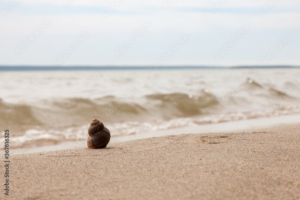 Wet brown snail shellfish on the sandy seashore. Summer vacation concept in hot countries. Wet brown snail shellfish on the sandy seashore. Summer vacation concept in hot countries.