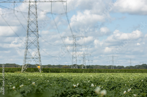 Farmland with potato plants with electricity towers in the background against a blue sky with white fluffy clouds. Agrarian vegetable and food industry. photo