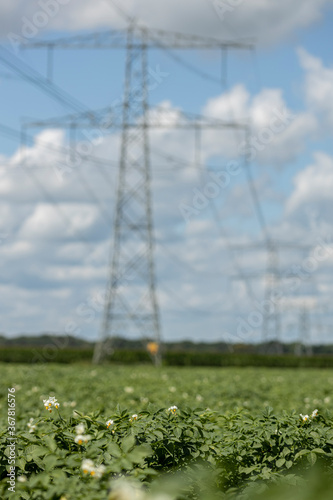 Field of potato plants with electricity towers in the background against a blue sky with white fluffy clouds. Agrarian vegetable and food industry. photo