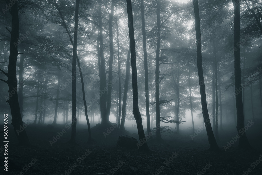 Naklejka premium misty morning in the forest