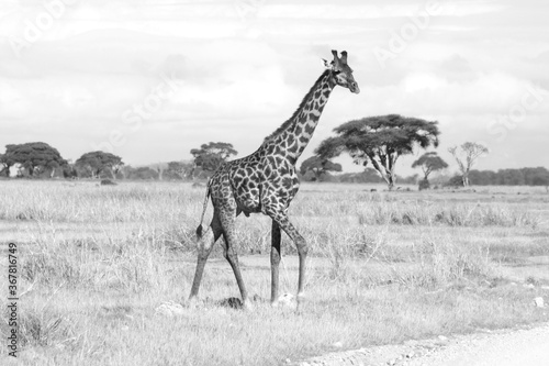 One isolated close-up giraffe walk through the savannah  in black and white  monochrome   Kenya  Africa.