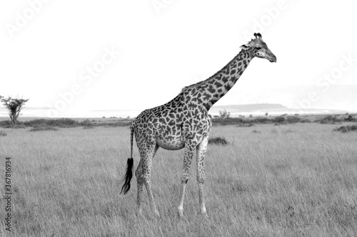 One isolated close-up giraffe walk through the savannah  in black and white  monochrome   Kenya  Africa.