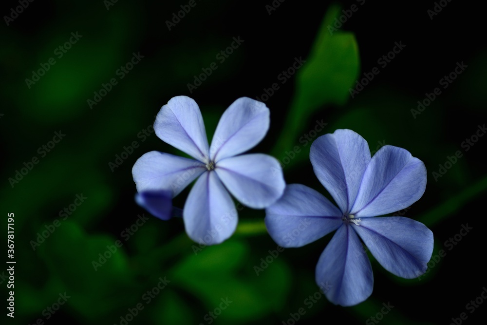 Cape leadwort or white plumbago flowers with natural blurred background. Cape leadwort or white plumbago flowers with natural blurred background.