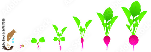 Cycle of growth of a radish plant on a white background.