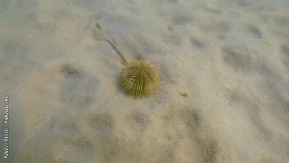Yellow sea urchin underwater clinging to ocean floor Yellow sea urchin underwater clinging to ocean floor