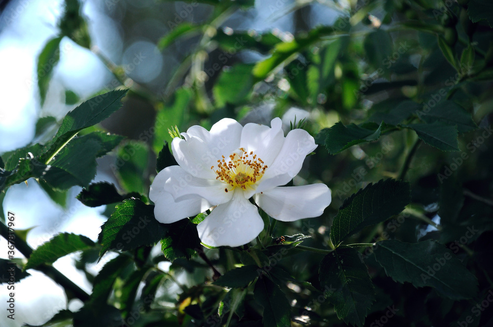 white rosehip flower on a background of green leaves on a rosehip bush