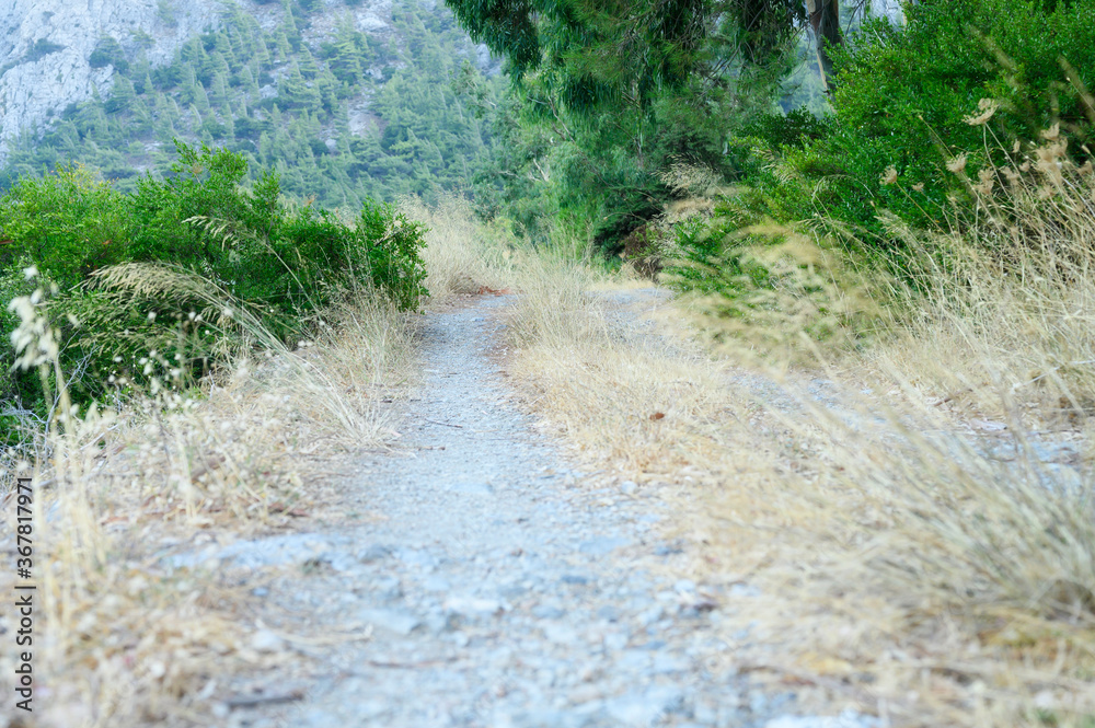 an old overgrown road in the mountains an old overgrown road in the mountains